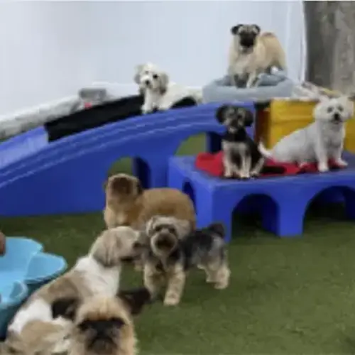 premium dog daycare square